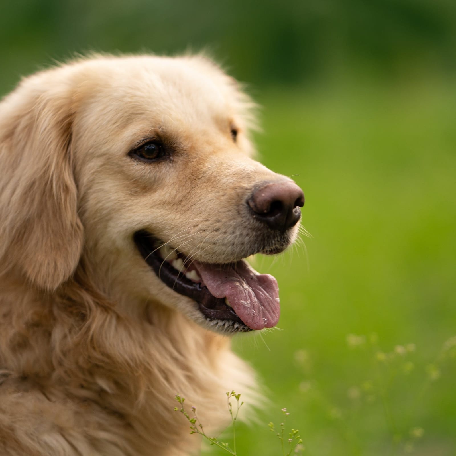 Close-up of a golden-coloured dog with its tongue out on a green lawn