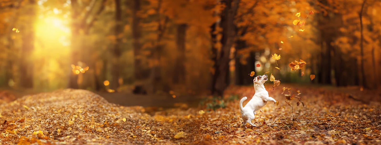 Small white dog standing on its hind legs in an autumn forest with falling leaves