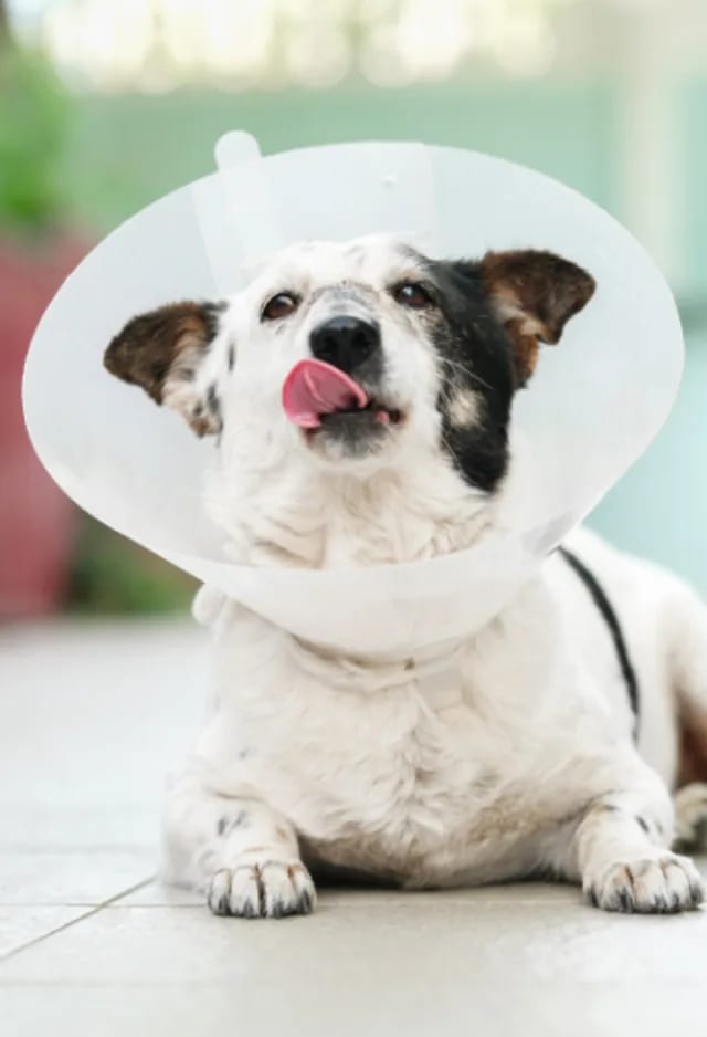 White dog with dark ears wearing a clear plastic cone, licking its nose on a tile floor