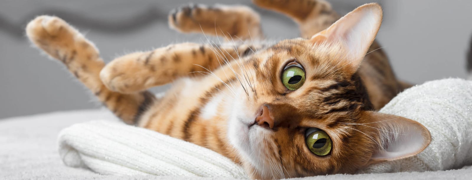 Cat with an orange-brown spotted coat lying on its back and looking at the camera