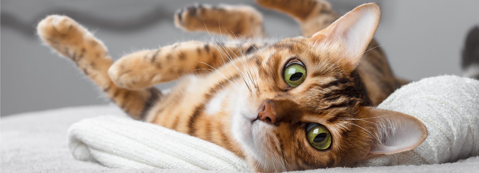 Orange-brown spotted cat with green eyes lying on its back on a white blanket