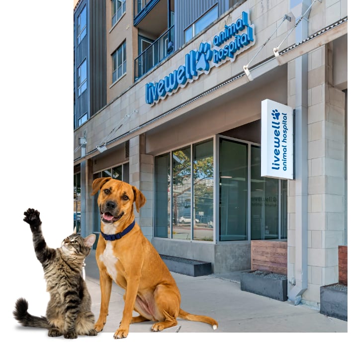 Livewell Animal Hospital of Austin - Austin
