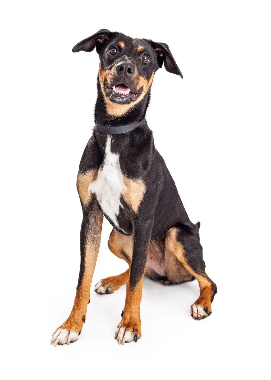 Boston Veterinary Care - Boston