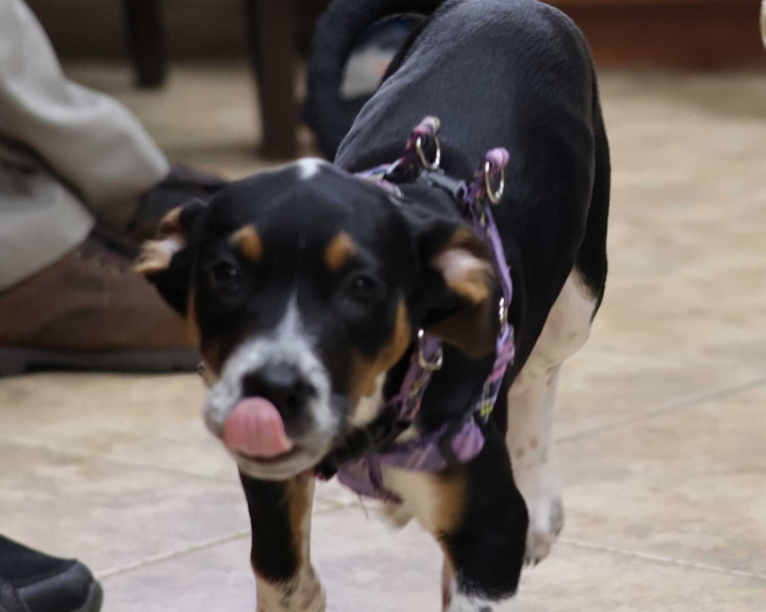 Black, white and tan dog in a purple harness licking its nose while walking on a tile floor