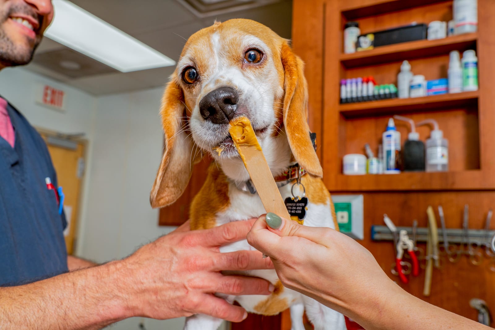 Tan and white dog with long ears holding a wooden stick in its mouth in front of shelves