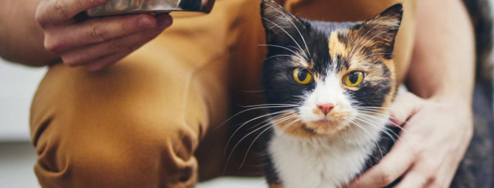Orange, black and white cat with yellow eyes beside a person's hands in tan clothing