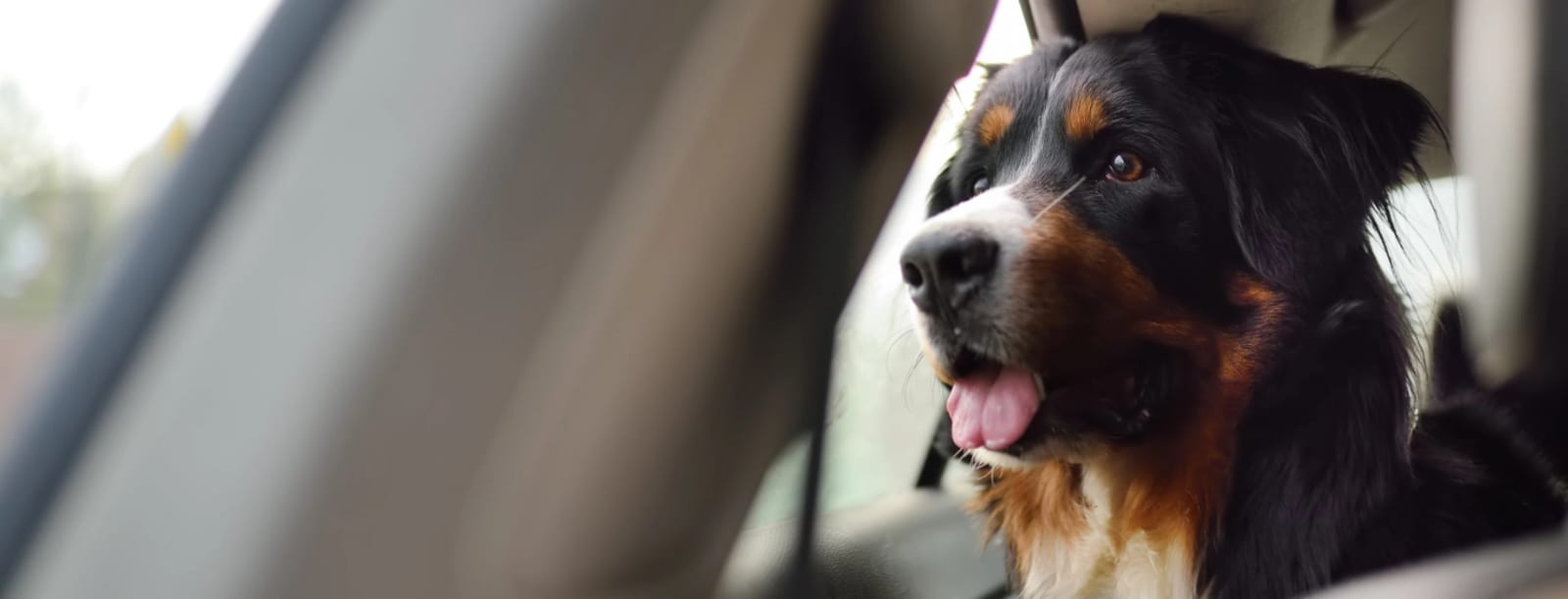 Black, white and tan dog with its tongue out looking out of a car window