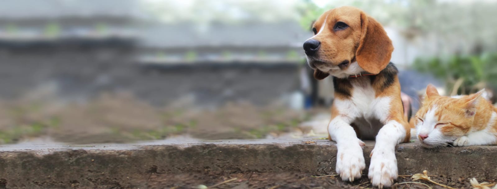 Brown and white dog with long ears resting on a stone step beside a sleeping orange and white cat