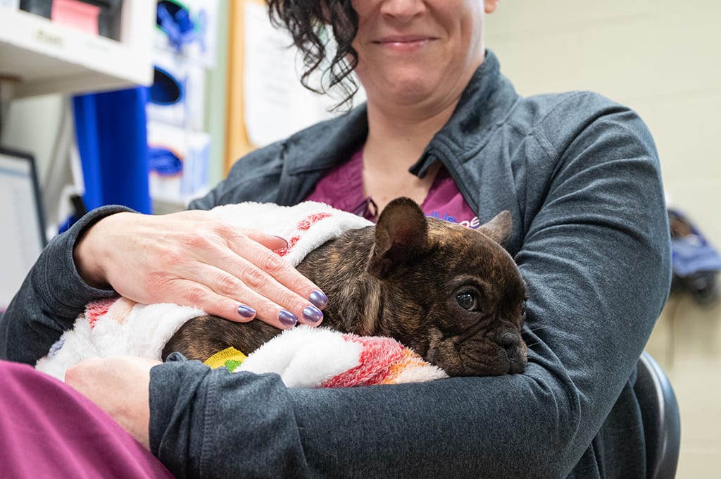Small dark brown dog wrapped in a white and striped blanket in the lap of a person in a grey jacket