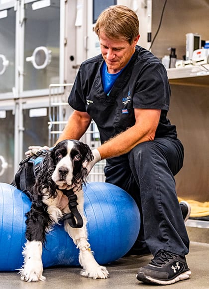 Man in navy scrubs kneeling beside a black and white dog resting on a large blue exercise ball