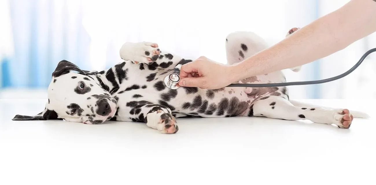 Monroe Road Animal Hospital - Charlotte