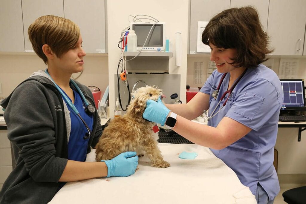 Two staff in scrubs holding a small tan fluffy dog on an exam table next to a monitor