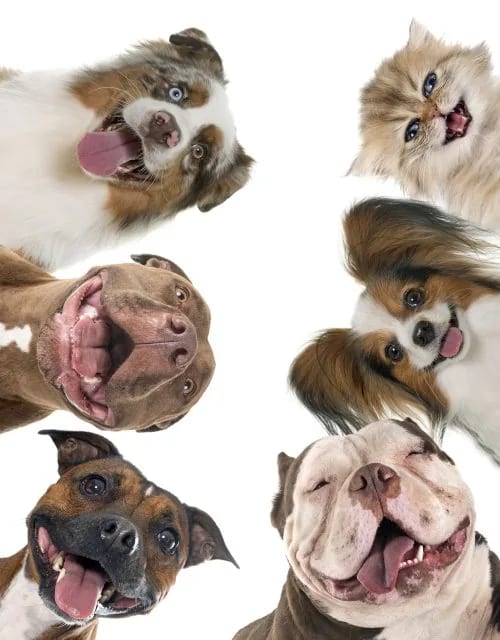 Foxmoor Animal Hospital - Robbinsville Township