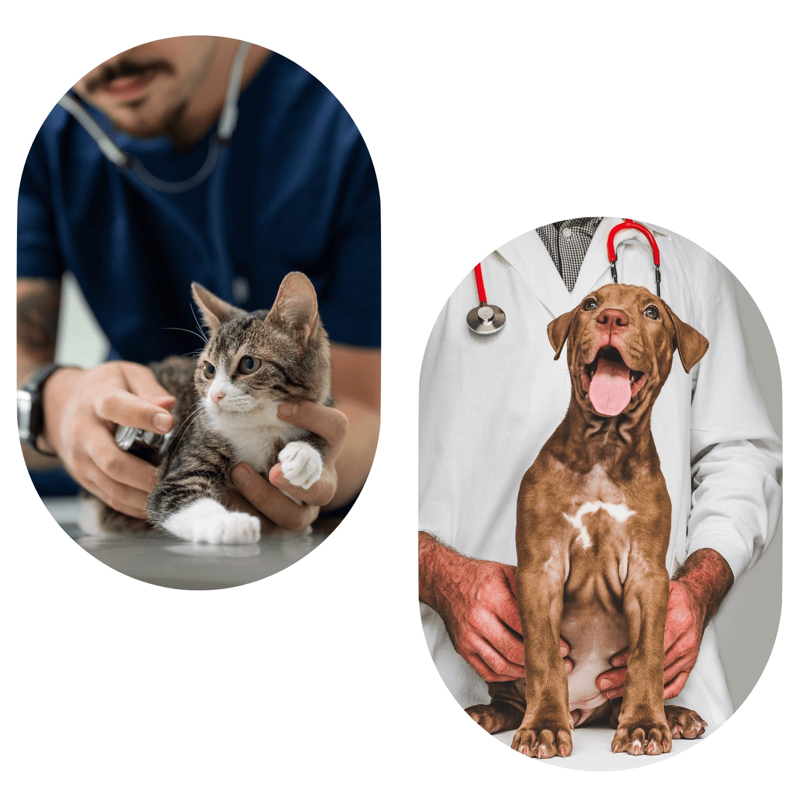 Two oval photos: a person in navy scrubs holding a tabby kitten and a brown puppy in front of a white coat