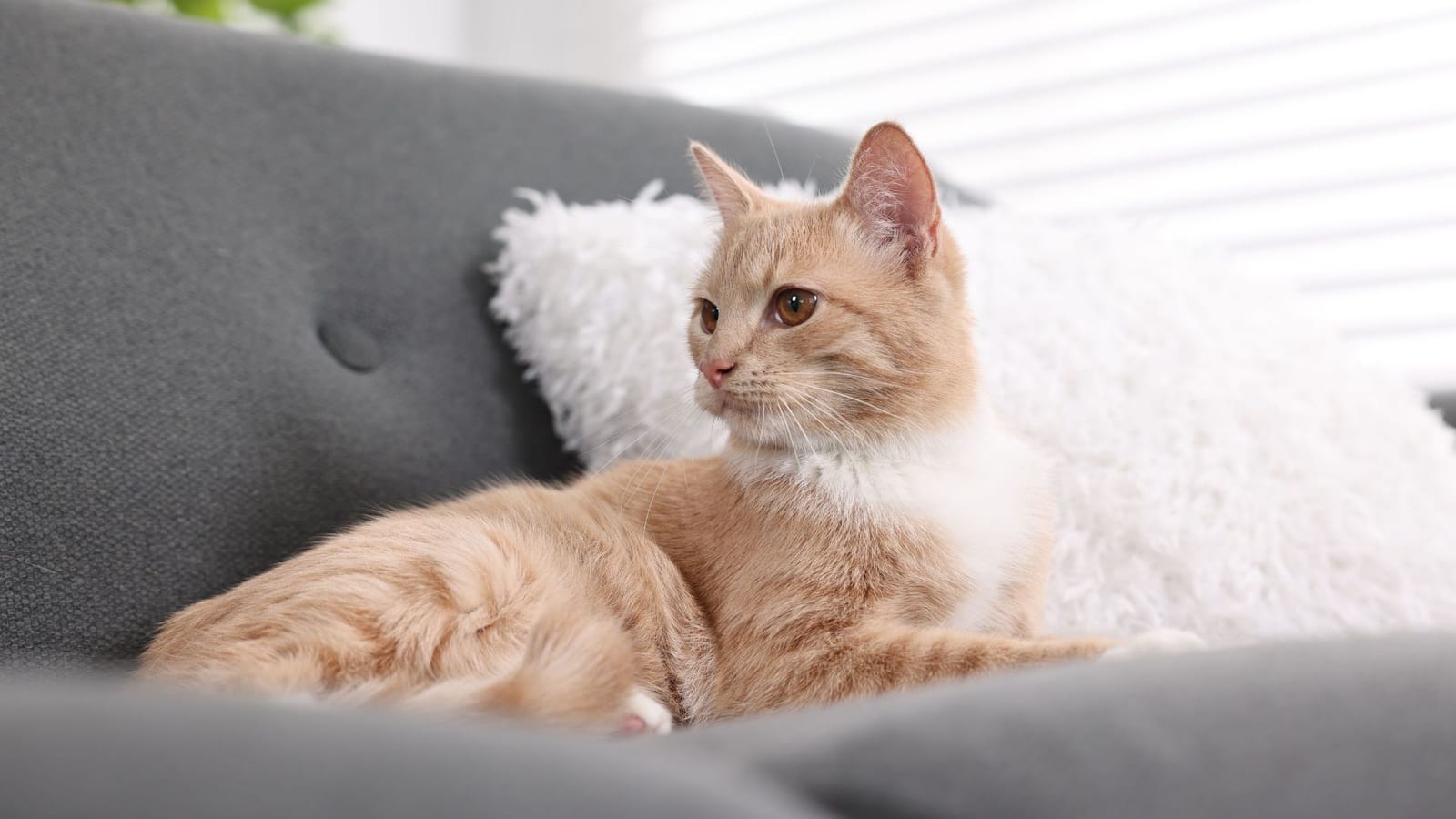 Old Growth Veterinary Emergency & Critical Care - Puyallup