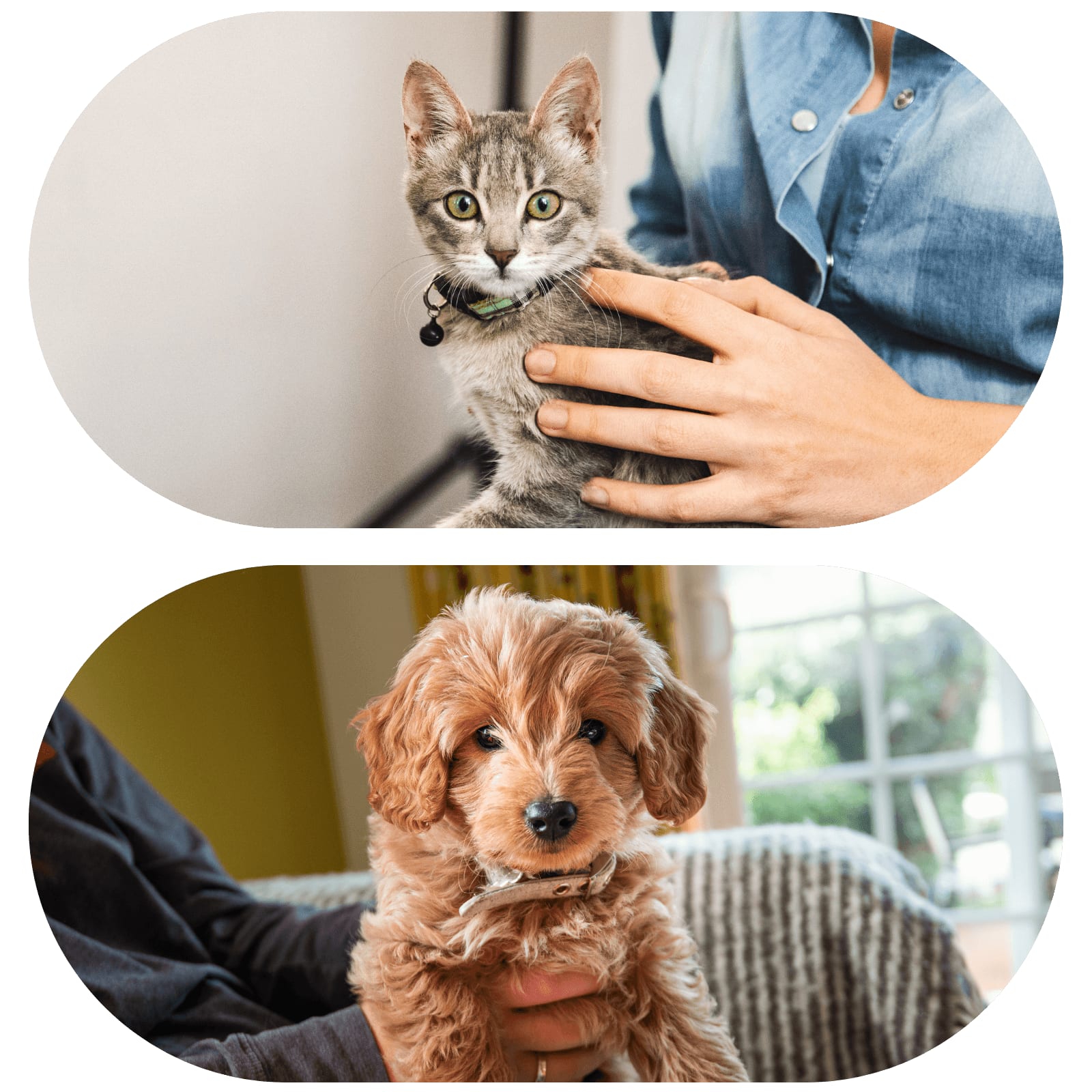 Two oval photos: a grey tabby kitten held by hands in a denim shirt and a fluffy ginger puppy