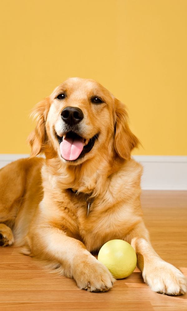 Golden-coated dog lying on a wooden floor with a tennis ball in front of a yellow wall