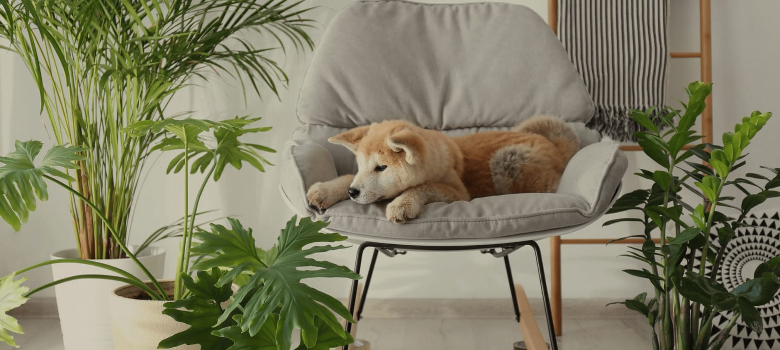 Tan and white dog lying on a grey chair among large green plants