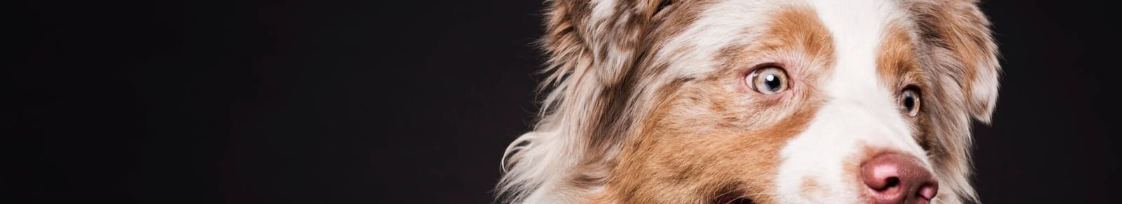 Cropped close-up of a dog with white, brown and grey speckled fur against a black background