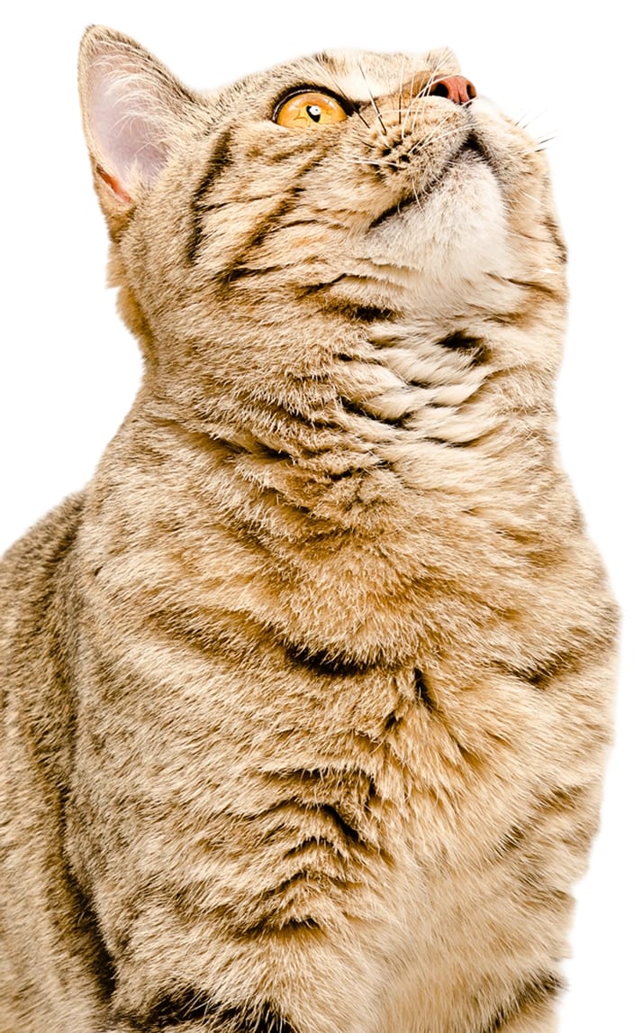 Epic Tails Veterinary Clinic - Charlotte