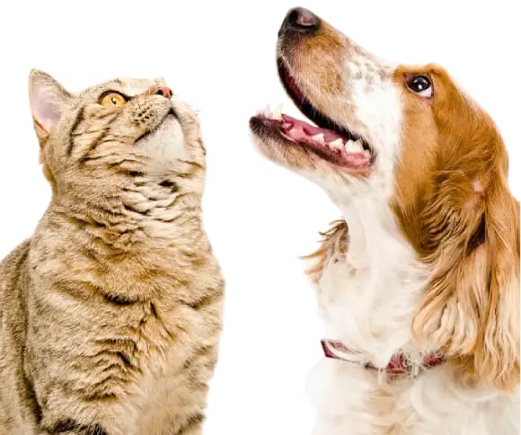 Tabby cat and a brown and white dog both looking up against a white background