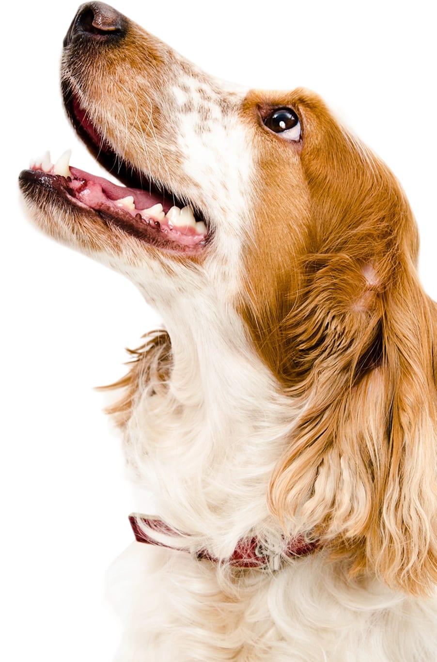 Brown and white dog with its mouth open looking up wearing a red collar on a white background