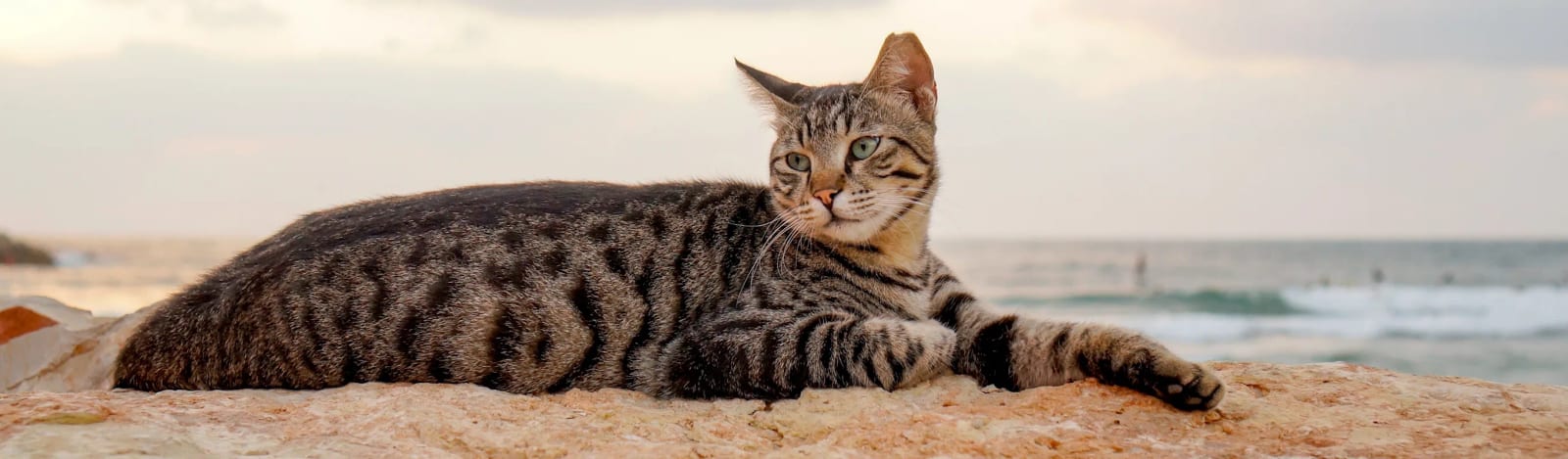 Wide crop of a tabby cat lying on a rock with the sea behind it