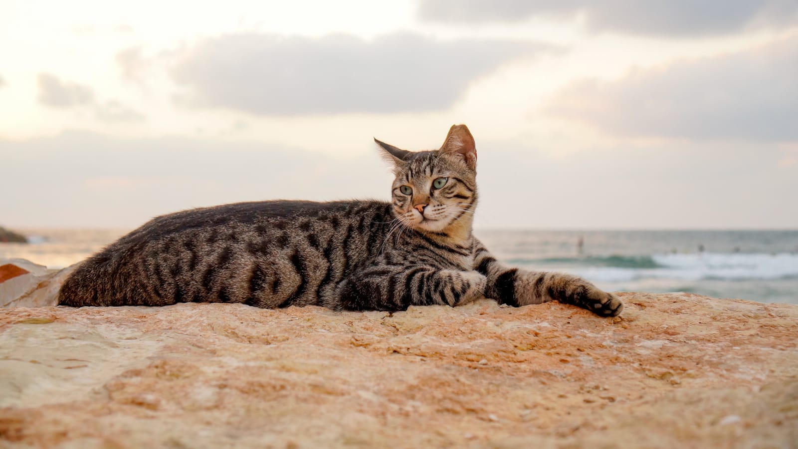 Tabby cat lying on a sandy rock with the sea and a pale sunset sky behind it