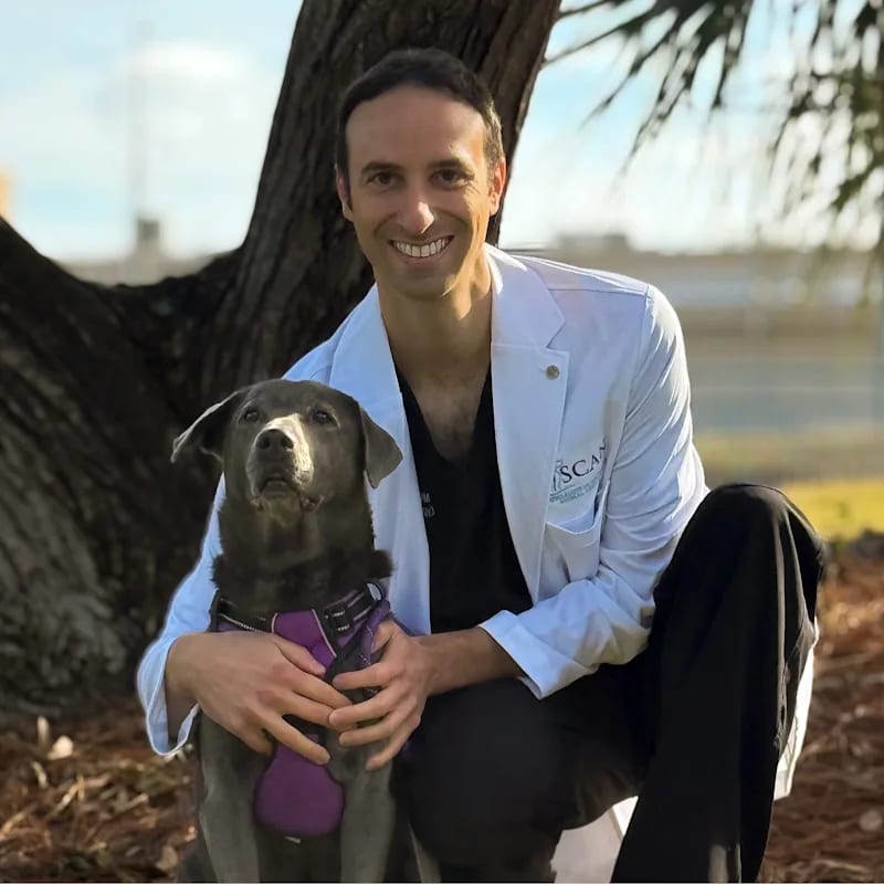 Smiling man in a white coat kneeling beside a grey dog in a purple harness under a large tree