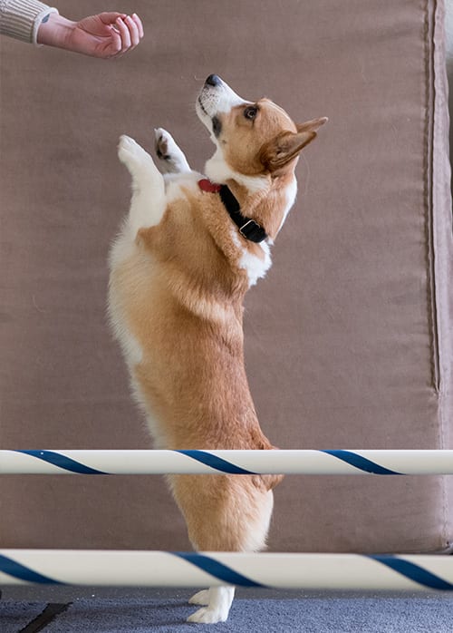 Tan and white dog standing on its hind legs reaching toward a hand between two striped poles