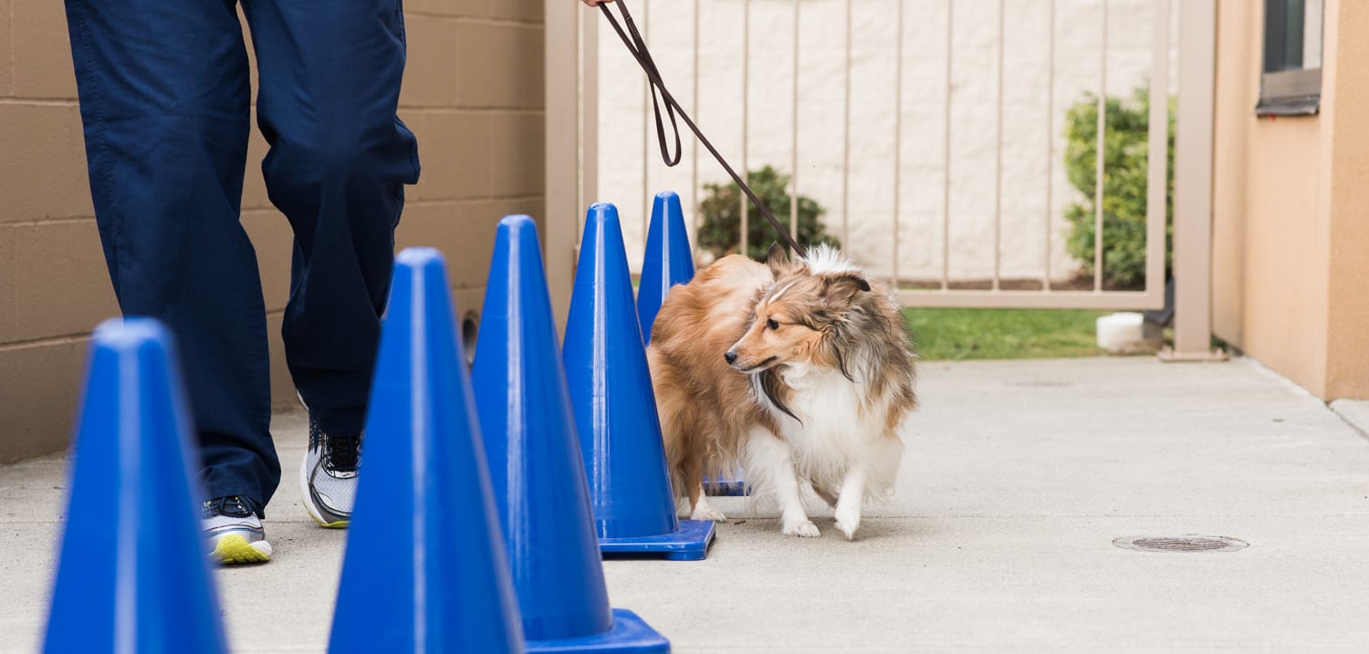 Long-haired tan and white dog weaving between blue cones next to a person in navy trousers
