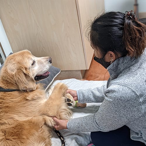 Person in a grey fleece and black mask holding the paw of a golden-coated dog lying on a white pad