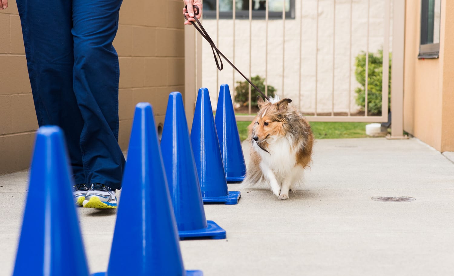 Sound Veterinary Rehabilitation Center - Seattle