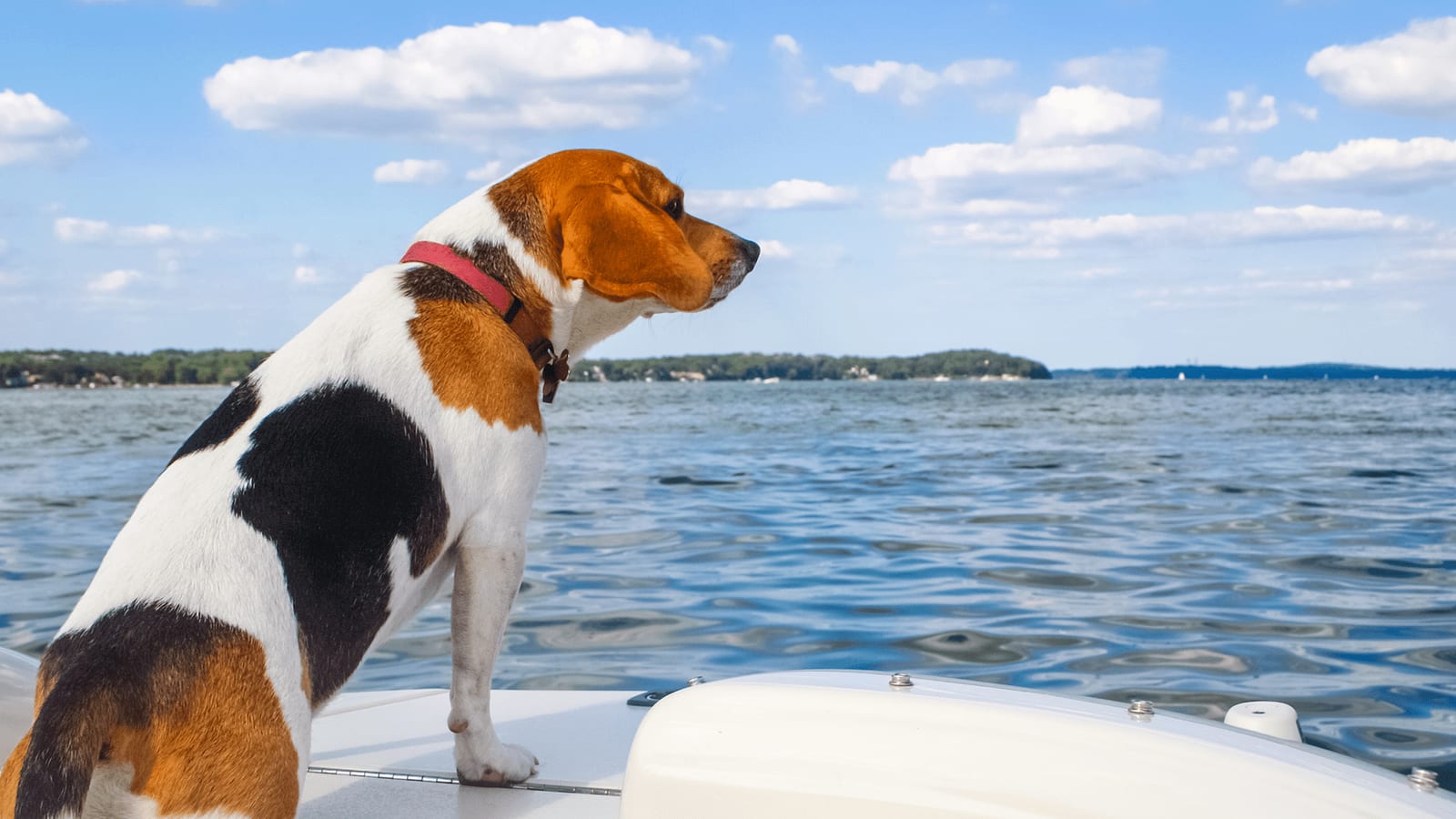 Brown, black and white dog with a red collar sitting on a boat looking at a lake