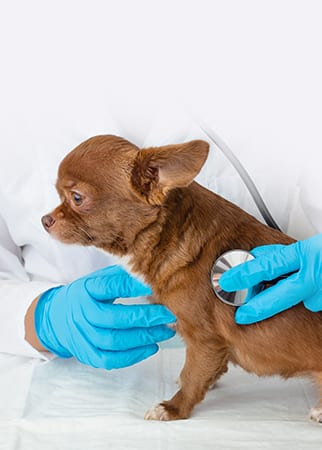Small brown dog being examined by blue-gloved hands holding a stethoscope against its side