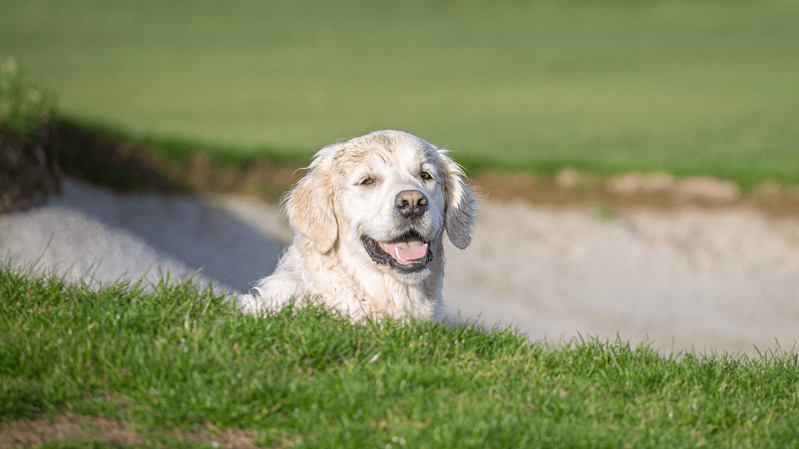 Cream-coloured dog with its tongue out peeking over a grassy bank above a sand-filled hollow