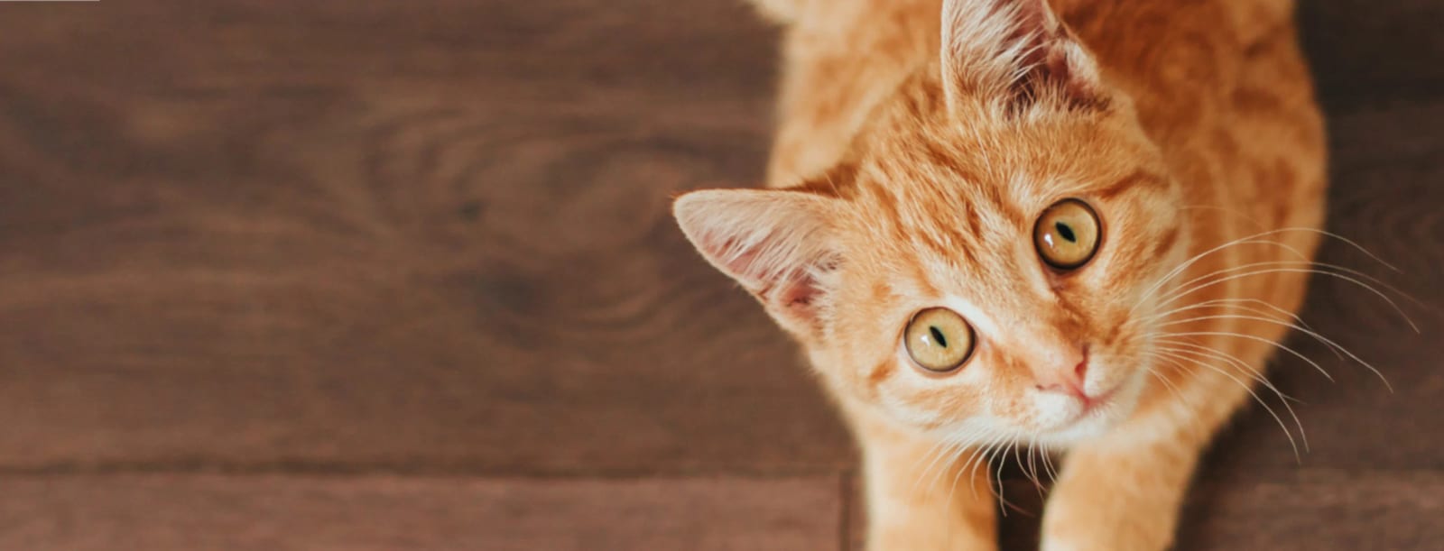 Orange tabby cat looking up at the camera from a dark wooden floor