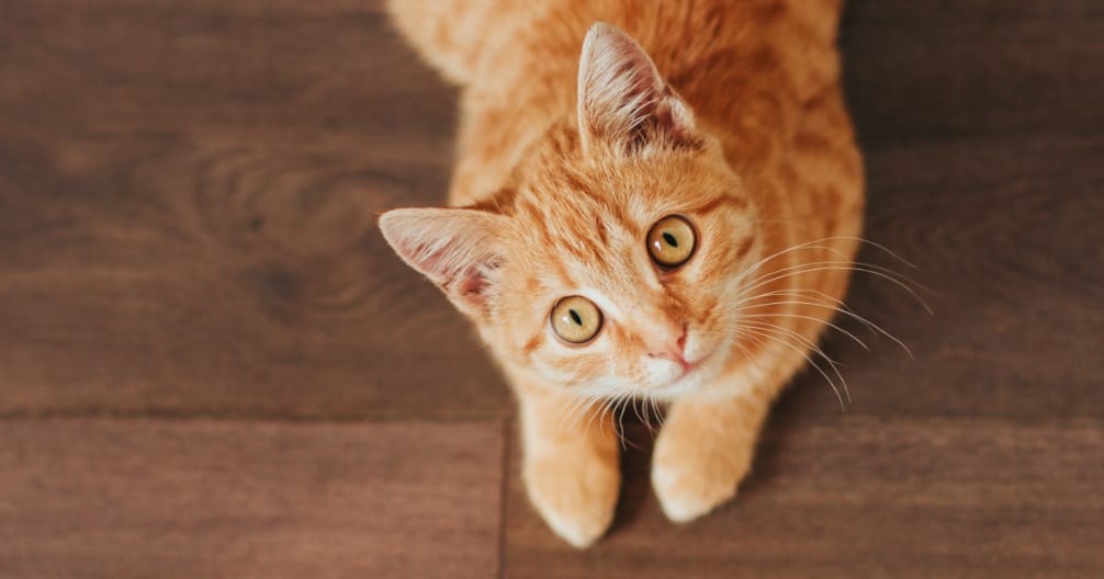 Orange tabby cat on a dark wood floor looking up at the camera