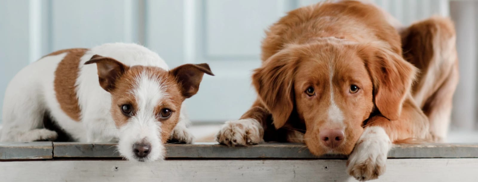 Two dogs resting side by side on a grey ledge, one small and white with brown patches