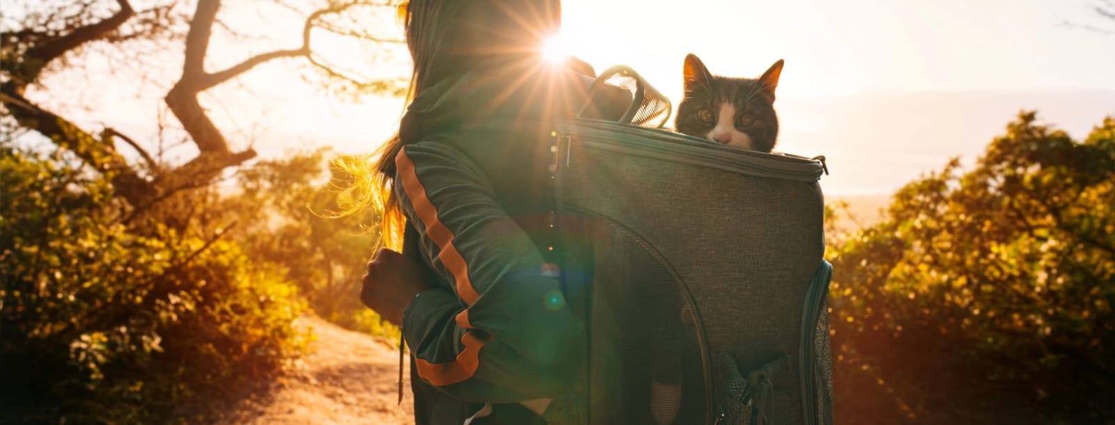 Person wearing a backpack carrier with a black and white cat peeking out on a sunlit trail