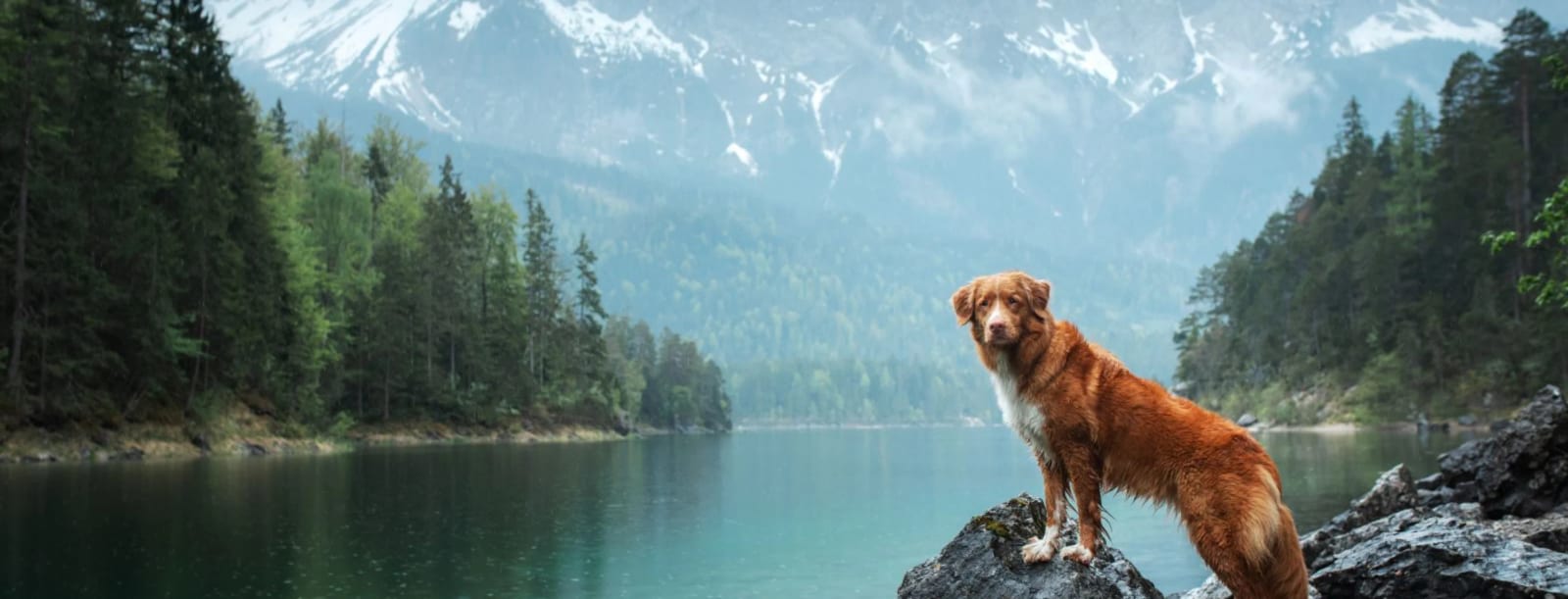 Reddish-brown dog standing on a rock beside a turquoise mountain lake