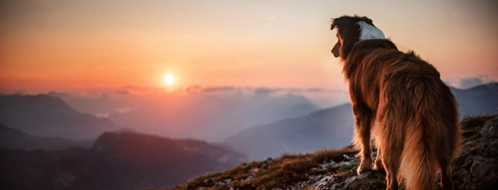 Long-haired reddish-brown dog seen from behind looking at a sunset over mountains