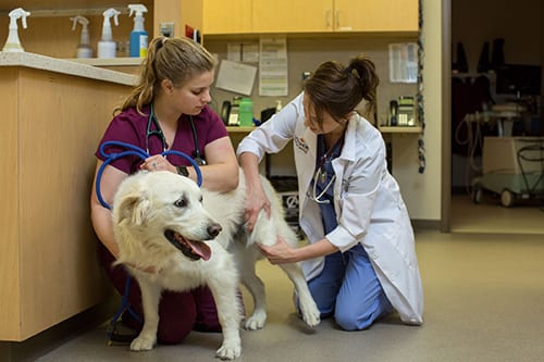 Two people in scrubs and a white coat kneeling beside a large white dog next to a counter