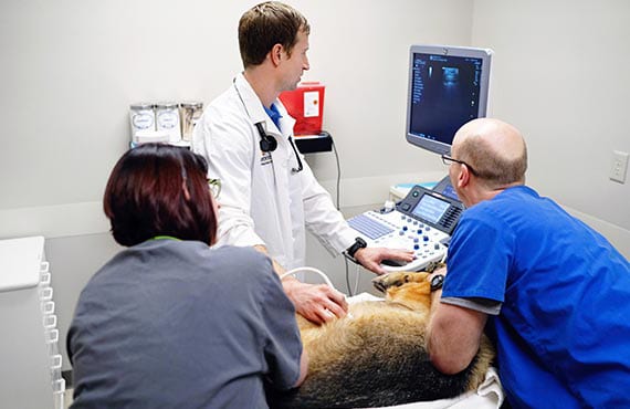 Three people in scrubs and a white coat around an ultrasound machine beside a large dog