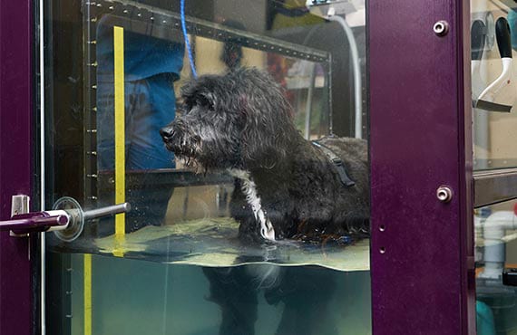 Black shaggy dog standing in a water-filled glass tank with a purple frame