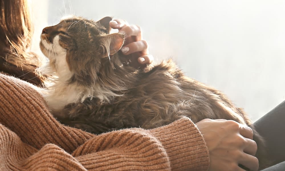 Long-haired brown and white cat resting on a lap while a hand pets its head