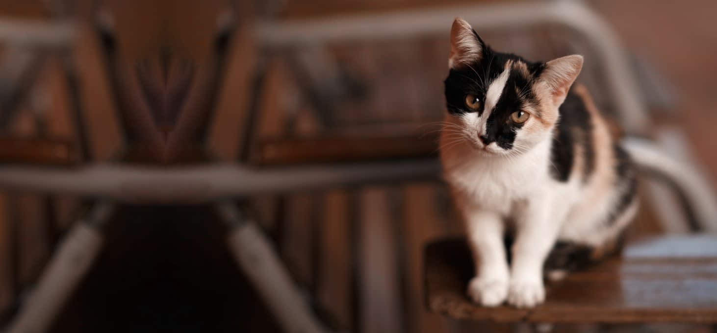Black, white and orange cat standing on a wooden chair and looking at the camera