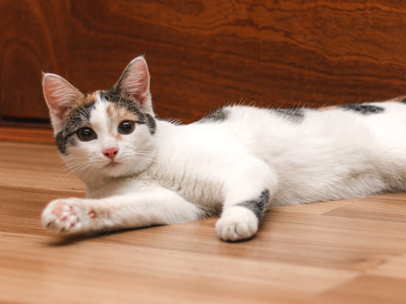 White cat with grey and brown patches lying on a wooden floor with one paw stretched out