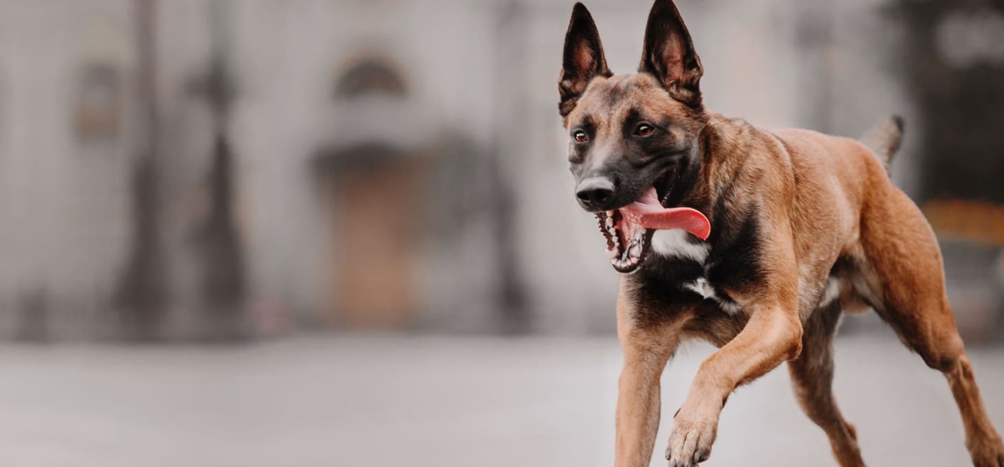 Madison Park Veterinary Hospital - Seattle