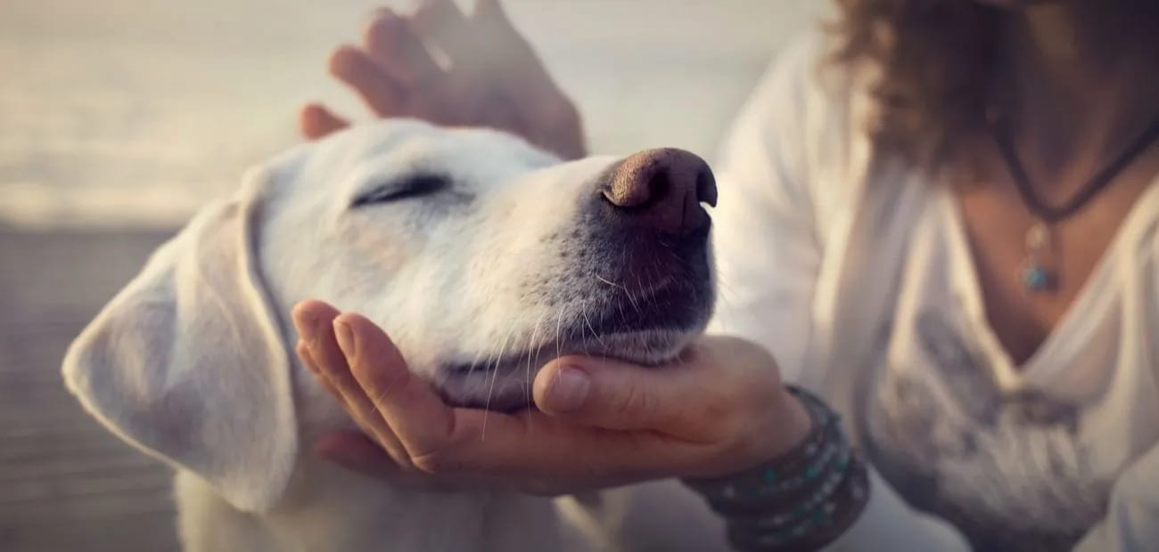 Light-coloured dog resting its chin in a person's hand with its eyes closed